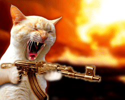 ki aime les chat