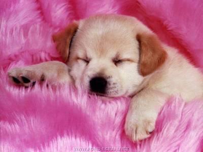 trop mignon ce chien