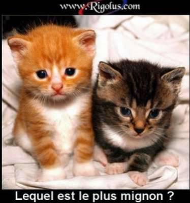 il sont trop mignon le kel tu choisi